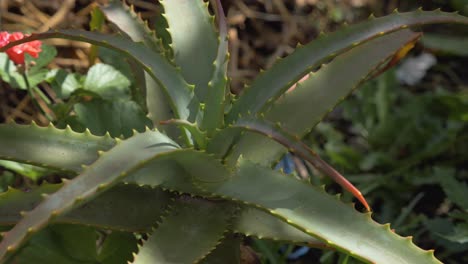 Escena-Serena-Que-Presenta-Una-Planta-De-Aloe-Vera-Bañada-Por-Los-Suaves-Rayos-De-La-Mañana,-Resaltando-Su-Belleza-Y-Frescura-Natural