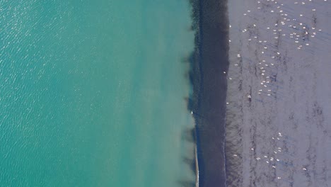 Einzigartige-Drohnenansicht-Mit-Blick-Senkrecht-Auf-Das-Meer,-Wellen,-Strand-Und-Möwenschwarm-An-Der-Seite,-Interessantes-Muster