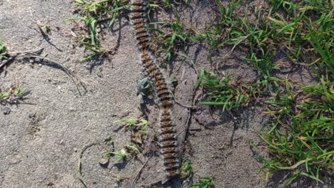 row processionary caterpillars marching on grass, topdown view