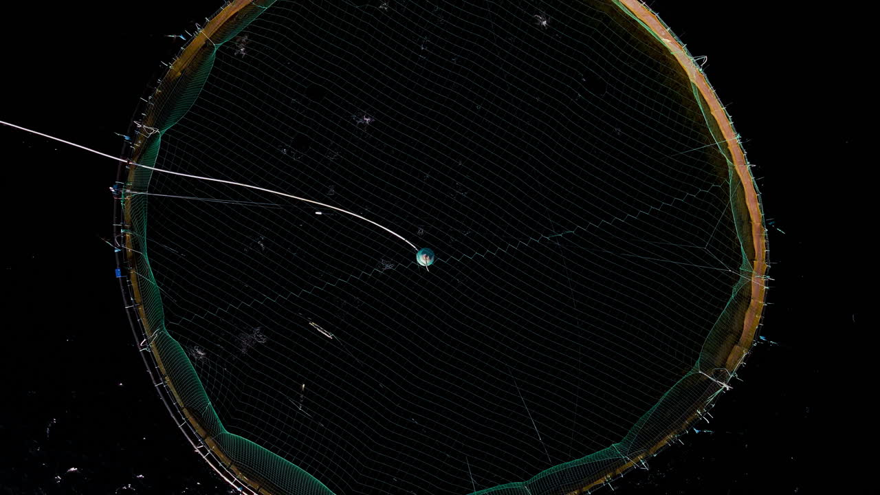 둥근 연어 펜에서 물 밖으로 점프하는 연어