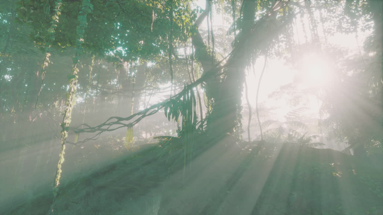 bosque lluvioso exuberante con niebla matutina