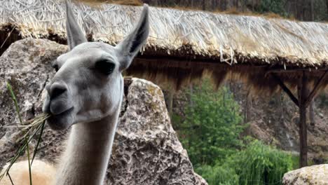 a white llama is chewing on grass at a farm in peru