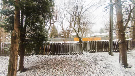 snow falling on a backyard with trees and a grassy lawn, serene winter scene showing bare ground to white dusting cover