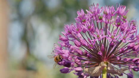 bees collect nectar on a large purple flower