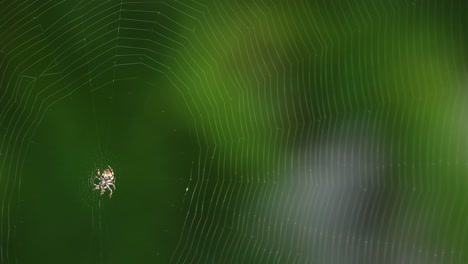 spider constructs intricate web over time