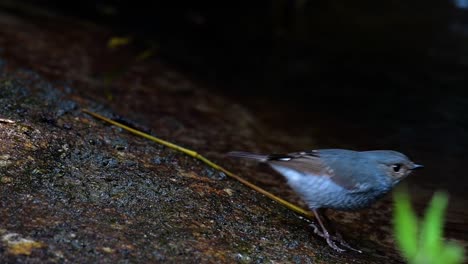 Dieser-Weibliche-Rotschwänzchen-Ist-Nicht-So-Farbenfroh-Wie-Das-Männchen,-Aber-Sicher-So-Flauschig-Wie-Ein-Knäuel-Eines-Niedlichen-Vogels