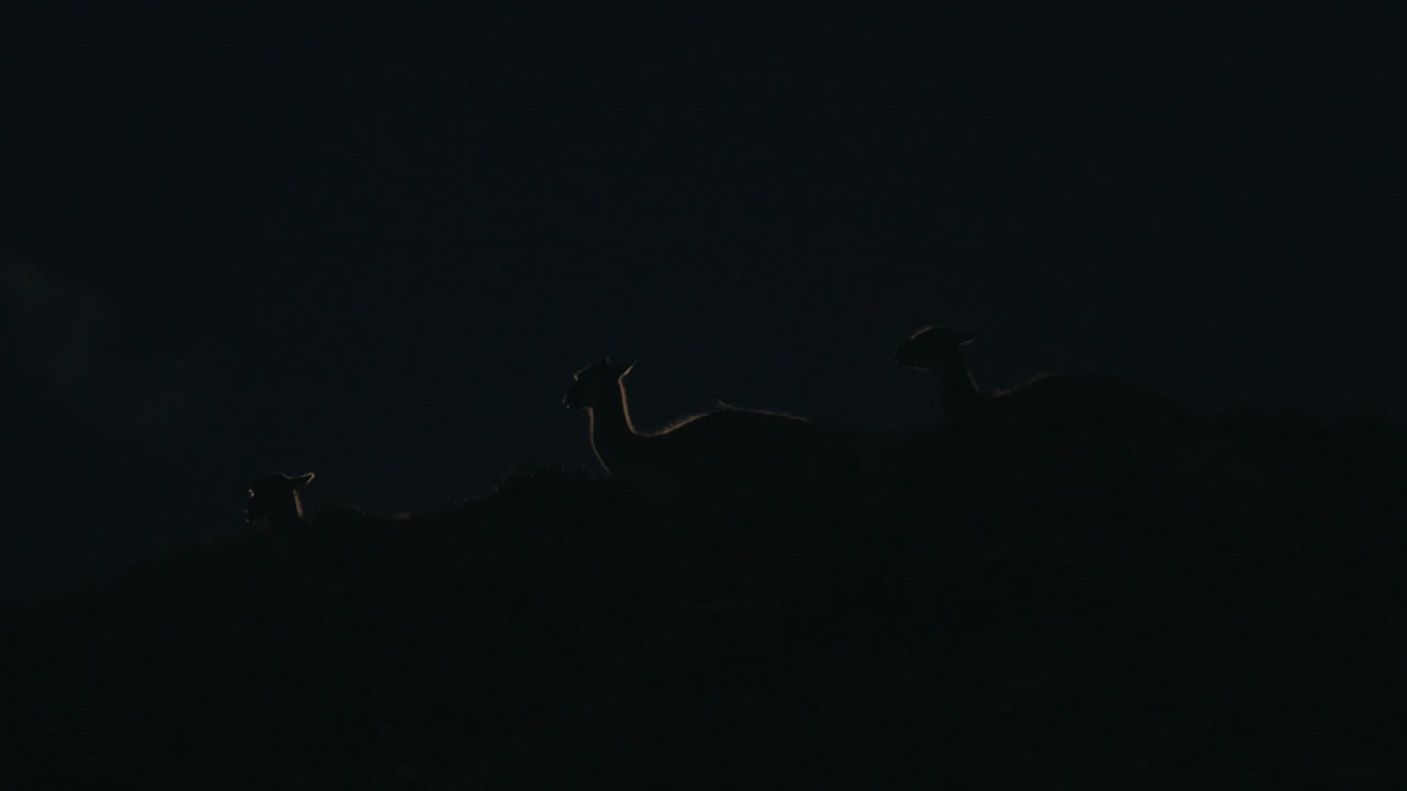 guanaco retroiluminado por la luna
