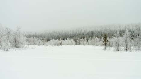 Paisaje-Invernal-De-Laponia,-Pinos-Cubiertos-De-Nieve-Y-Lago-Congelado