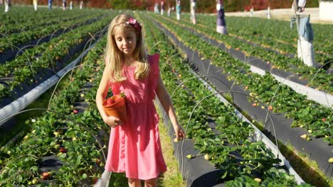 Girl-walking-with-bucket-of-strawberry-in-the-farm-4k