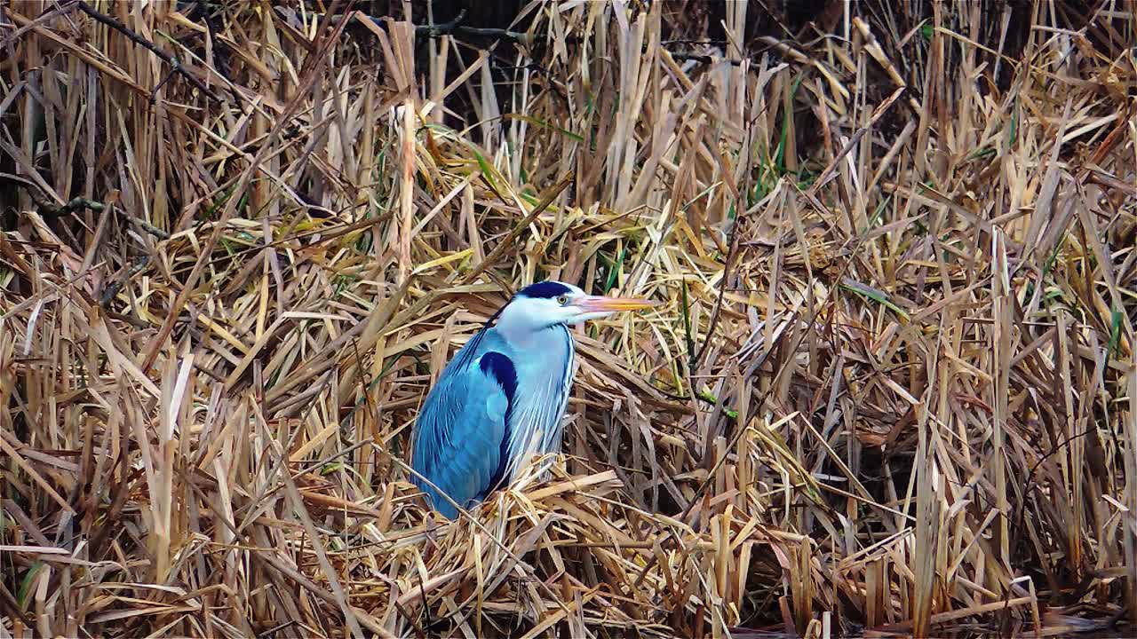 garza gris está moviendo su cabeza esperando una presa - disparo constante
