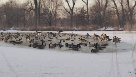 static shot of canadian geese flock gathering on frozen lake