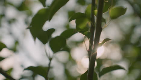 close up of tree branches with leaves swaying gently in wind as sunlight filters through foliage, creating a serene dappled light and shadow effect