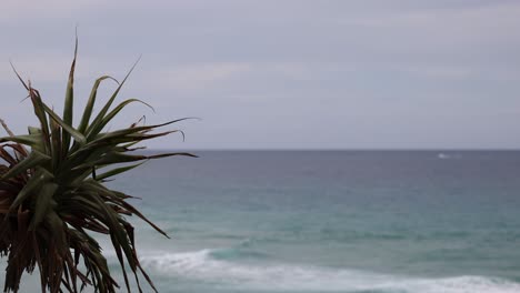 static shot of a beach with a foreground plant