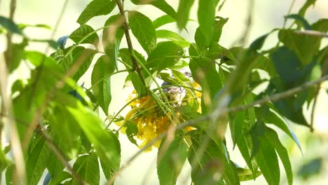 el pájaro cantor vireo de hutton se alimenta de las flores amarillas de un árbol en la vega, colombia