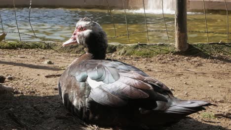 domestic duck lying in the ground near the pond with waterfall