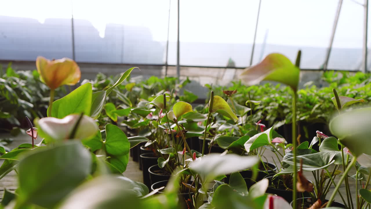 Lush green plants thriving in pots at greenhouse nursery, basking in sunlight