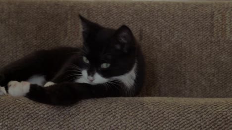 content cute black and white kitten grooming