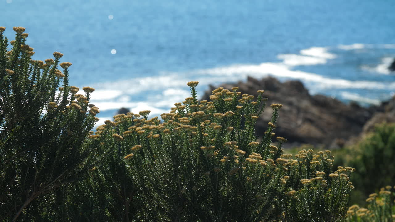 Beautiful shot of outdoor coastal flowers on sunny day with shimmering sea and whitewash in background