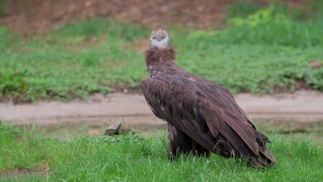 vulture bird of prey jumping away, telephoto ugly carnivore animal on meadow