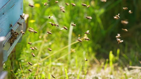 busy bees coming back with pollen to their hive. some insects hovering in the air waiting for their turn to come in. side view. green grass blurred backdrop.