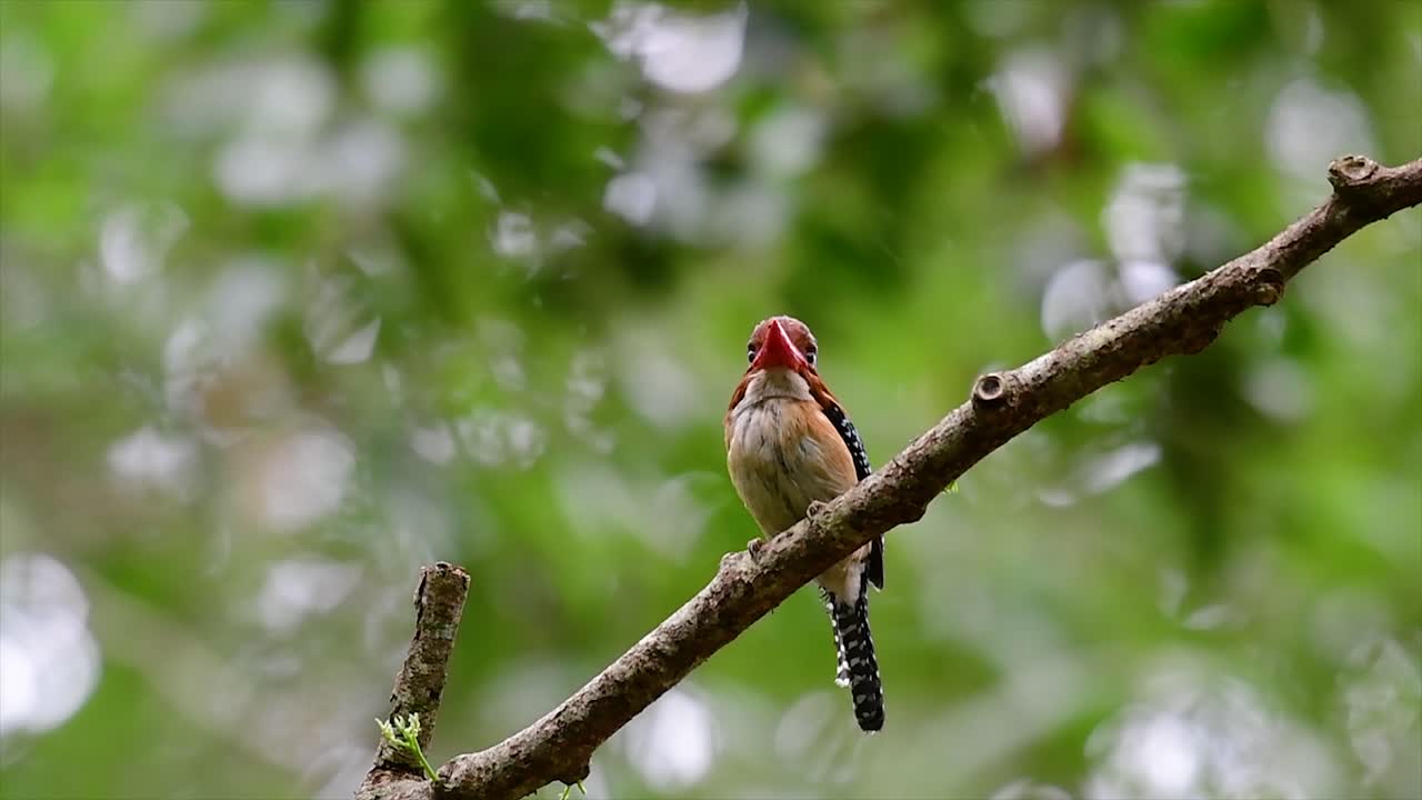 un martín pescador de árboles y una de las aves más hermosas que se encuentran en tailandia dentro de las selvas tropicales