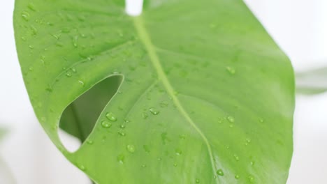 Detalle-De-Plantas-De-Monstera-Hojas-Verdes-Tropicales-Exóticas-En-Una-Maceta-De-Flores-Sobre-La-Mesa-Para-La-Decoración-De-Ideas-Caseras-Con-Hojas-Verdes-Junto-A-Una-Cortina-Blanca-En-El-Fondo