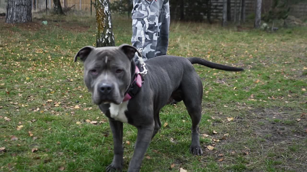 놀고 싶어 거머리에 스태포드