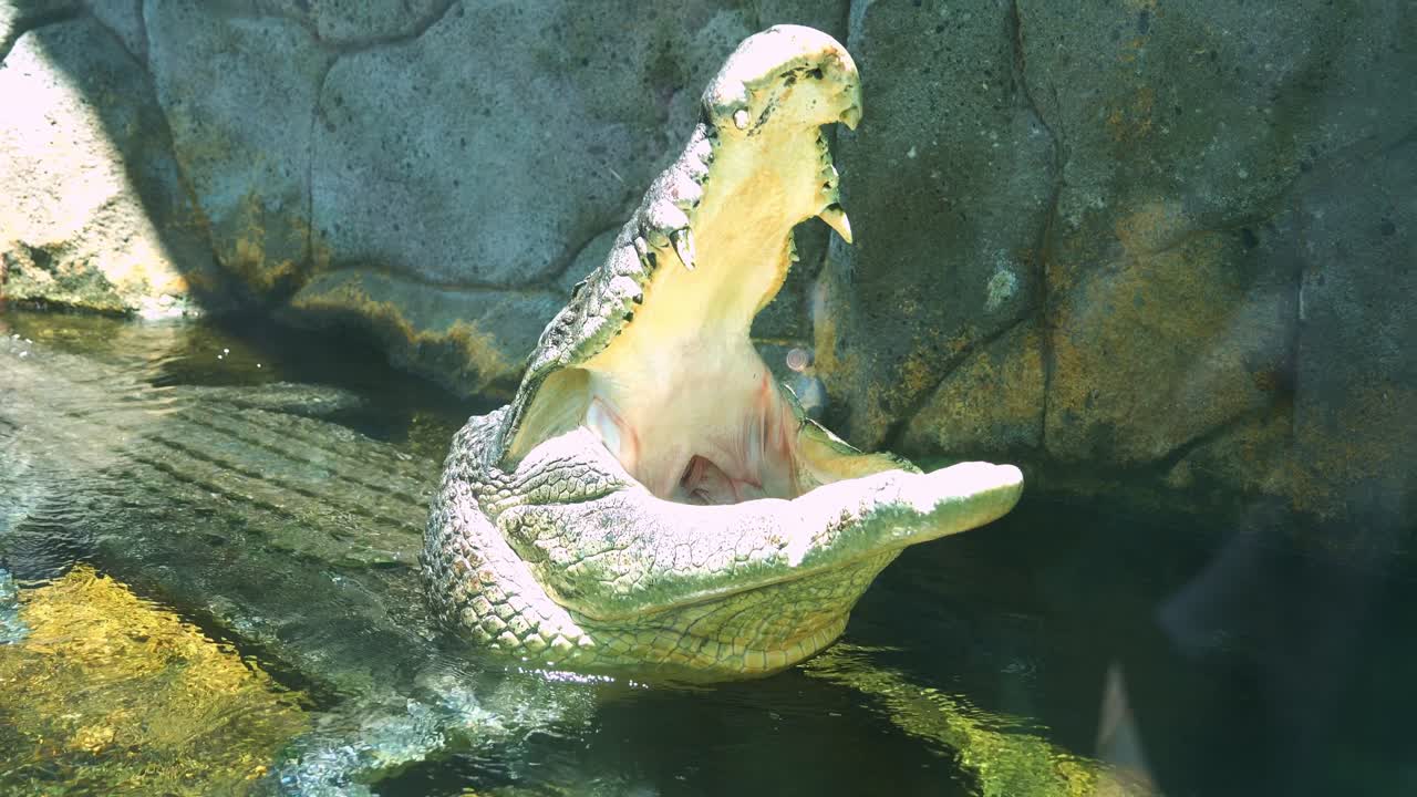 A Saltwater crocodile (Crocodylus porosus) basking in the sun, yawning and opening its jaw wide, close up shot