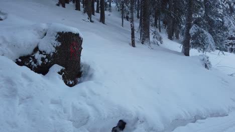 Un-Pino-Cortado-Con-Una-Gran-Letra-R-En-El-Suelo-Nevado-Dentro-Del-Bosque-De-Austria