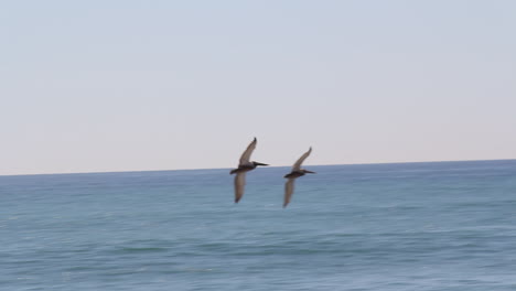 two seagulls flyover over ocean and waves