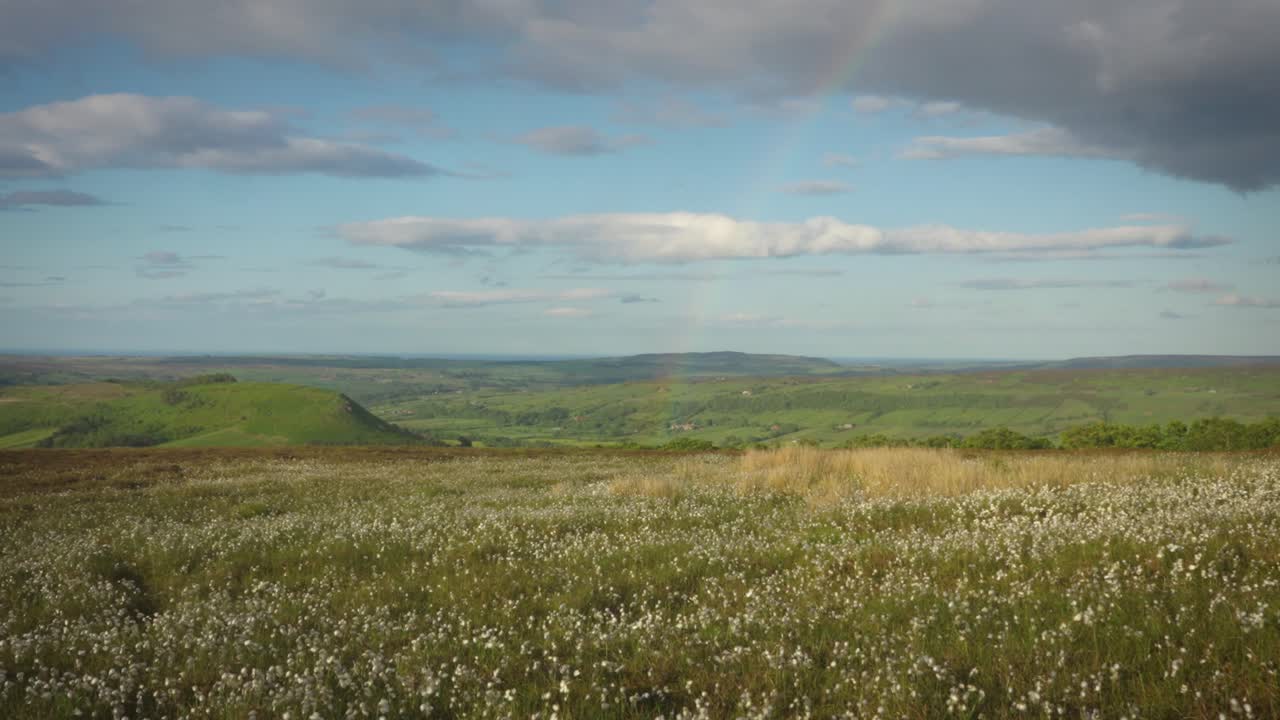 Cotton Grass on Moorland above Fryup in the North York Moors.
Summer evening with warm sunshine despite strong wind
