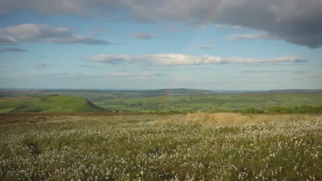 cotton grass on moorland above fryup in the north york moors.
summer evening with warm sunshine despite strong wind