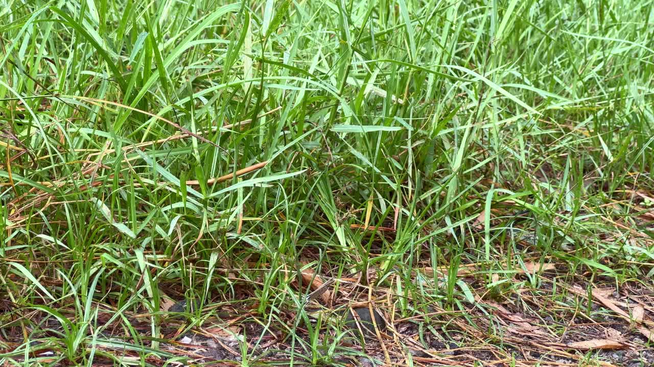 A white butterfly gently flits above the grassy forest floor, surrounded by fallen leaves and natural debris. Perfect for nature, wildlife, and environmental content