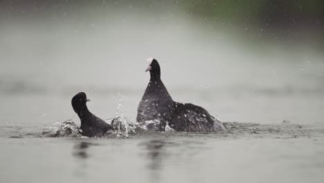 dos coots participan en una lucha territorial en un lago tranquilo, creando salpicaduras y ondas en la superficie del agua