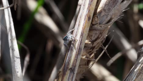 peacock spider