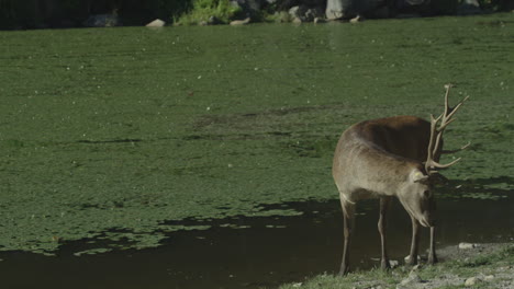 Canadian-Wildlife---Majestic-deer-walking-along-the-banks-of-a-river