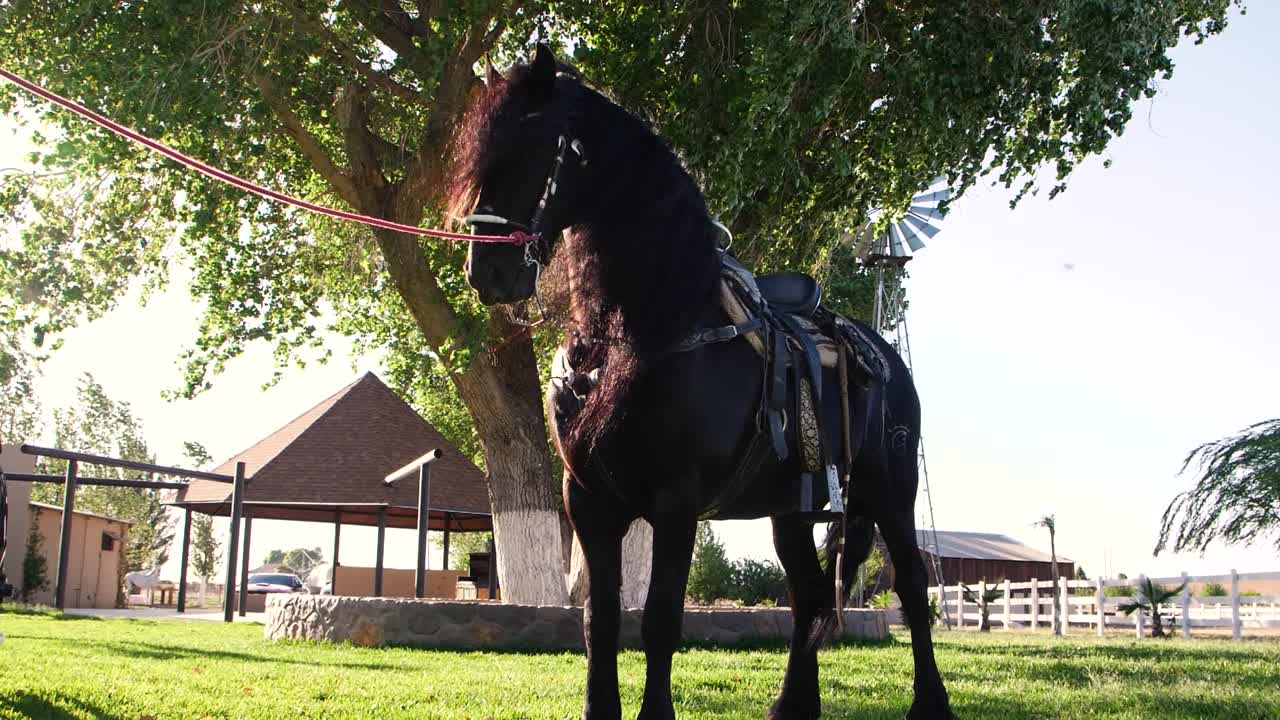 hermoso caballo de bahía oscura en un campo de campo