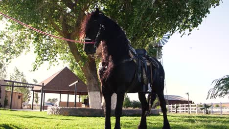 beautiful dark bay horse on a countryside field