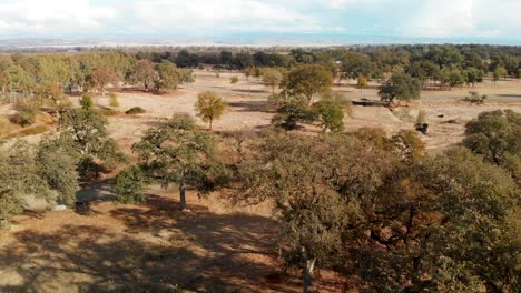 Aerial-Drone-shot-at-rural-farm-land-this-is-a-descending-shot-through-oak-trees
