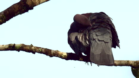 paloma de pico rojo posada en la rama, levantando la pluma de la cola para limpiar