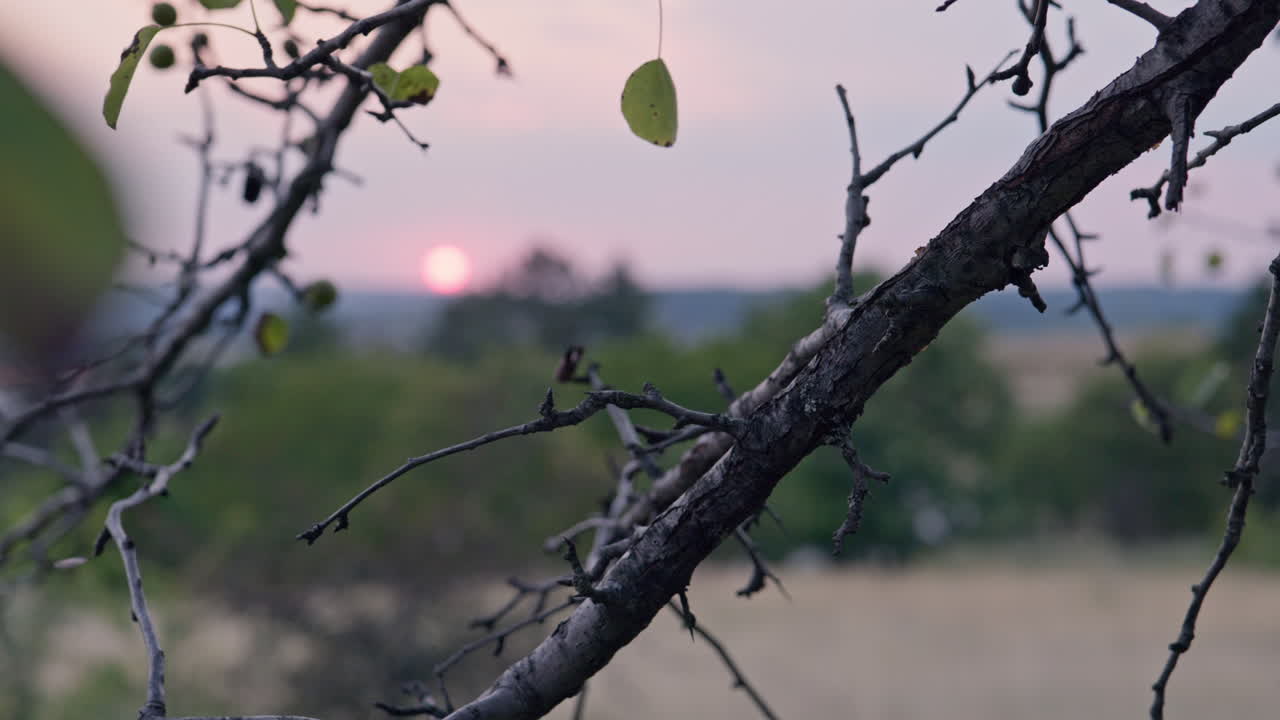 해가 지면 마젠타색 하늘은 길 근처의 숲의 나무 가지를 통해보고 있습니다.
