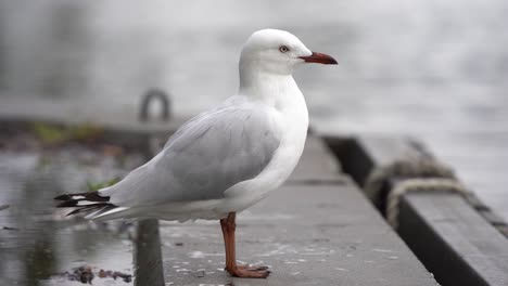 Este-Video-Muestra-A-La-Gaviota-Plateada,-También-Conocida-Como-Gaviota-Marina,-Que-Es-Común-En-Toda-Australia