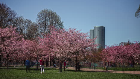 Timelapse-De-Personas-Caminando-En-El-Parque-Con-Cerezos-En-Flor-Durante-La-Primavera