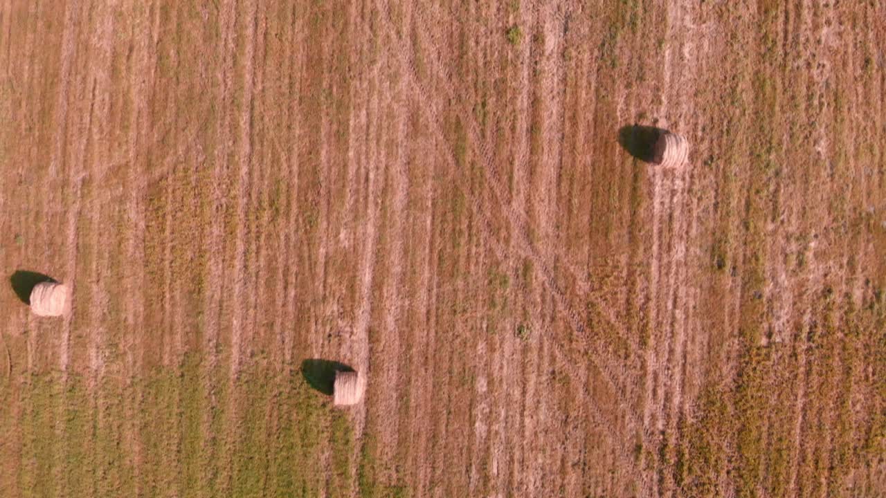 Round bales of straw on the wheat field after harvesting. Agronomy and agriculture concept. Haystacks landscape. Rural farmland