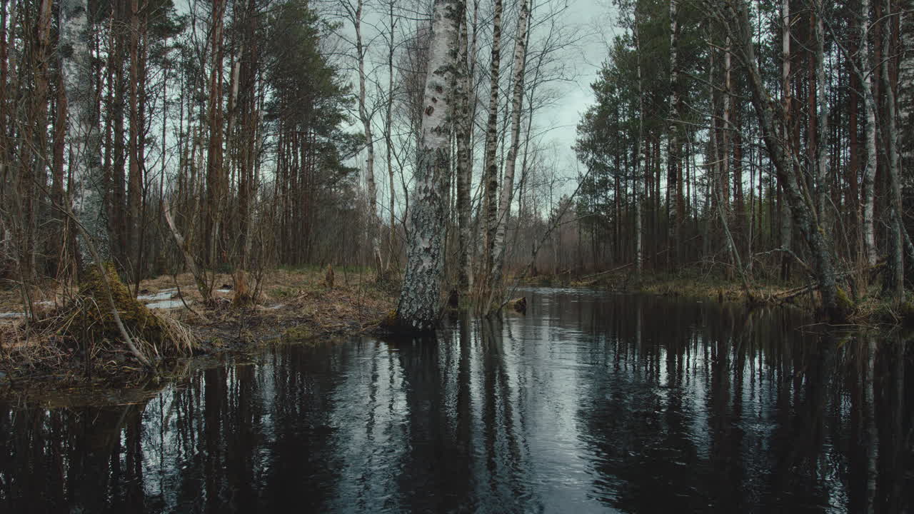 Static shot of peaceful forest and pond in winter