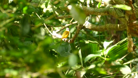 Kleiner-Bunter-Vogel,-Der-An-Einem-Schönen-Sommertag-Auf-Einem-Baumzweig-Im-Dschungel-Sitzt