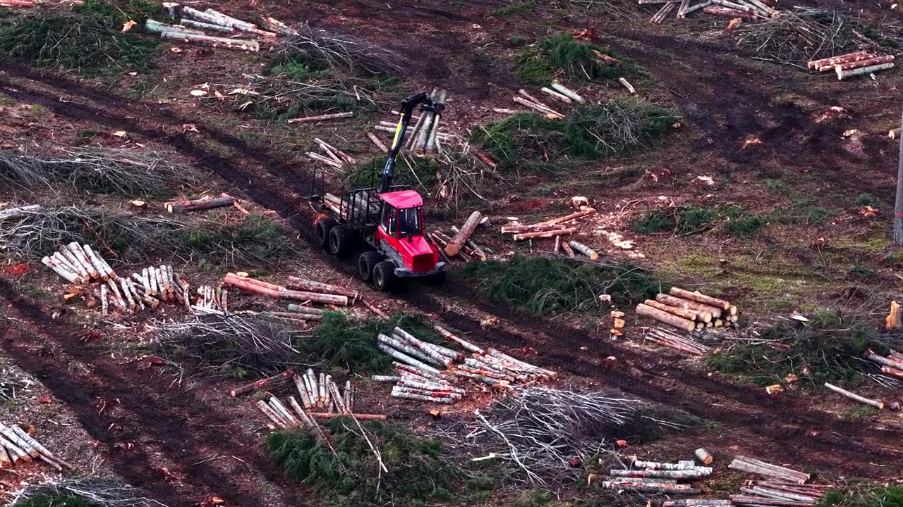 Logging machine harvesting logs on clear-cut land for wood production, aerial view