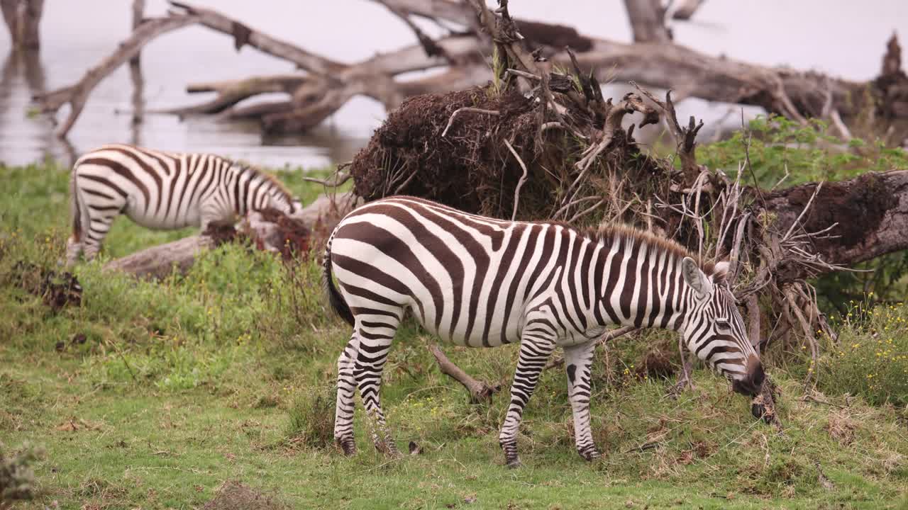 Due zebre che pascolano nella savana africana.