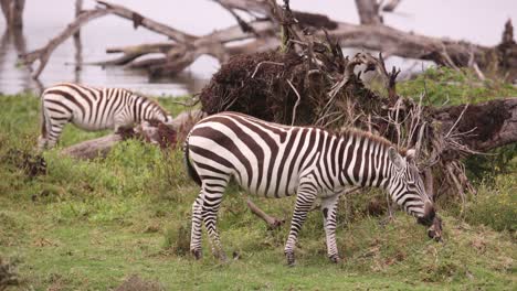 two zebras grazing in the african savanna