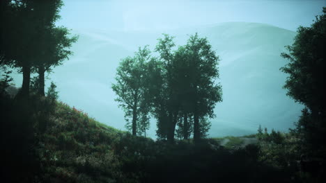 bosque en la niebla de la mañana de otoño